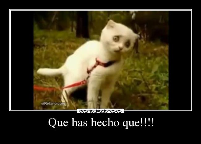Que has hecho que!!!! -