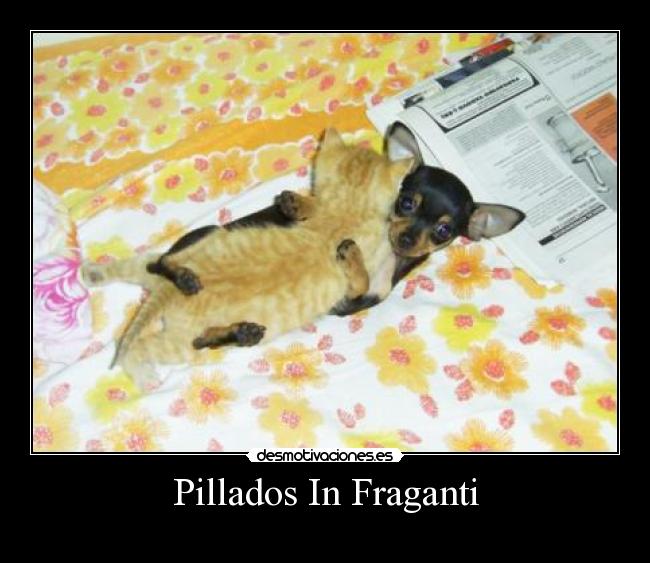 Pillados In Fraganti -