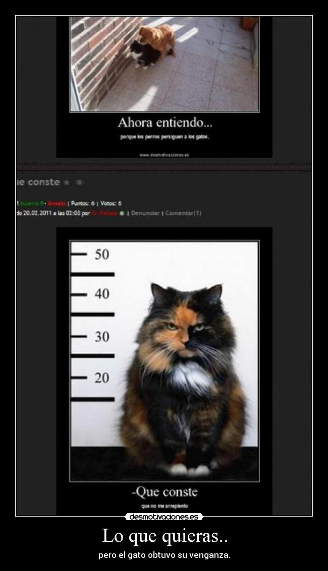 carteles gatos desmotivaciones