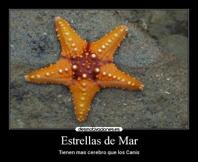 Estrellas de Mar -