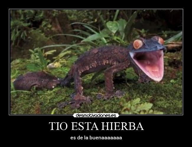 TIO ESTA HIERBA -
