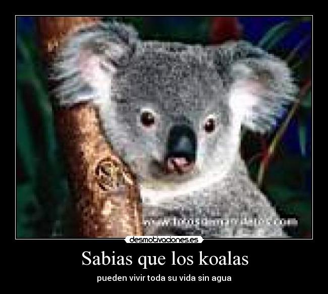 carteles koalas desmotivaciones