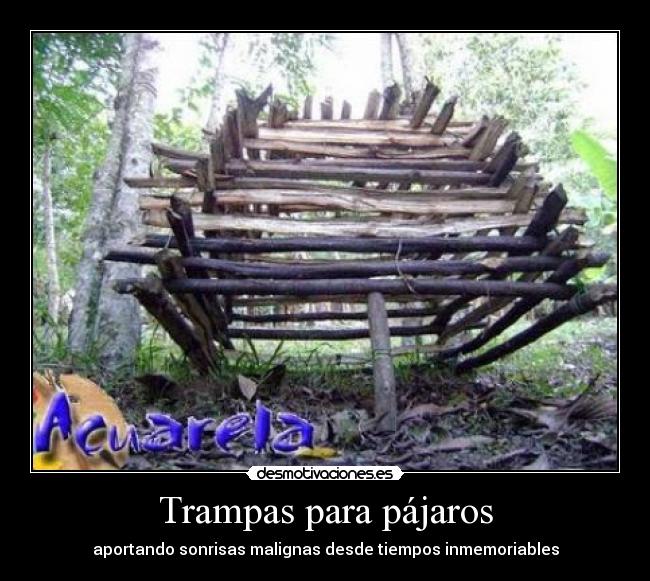 Trampas para pájaros -