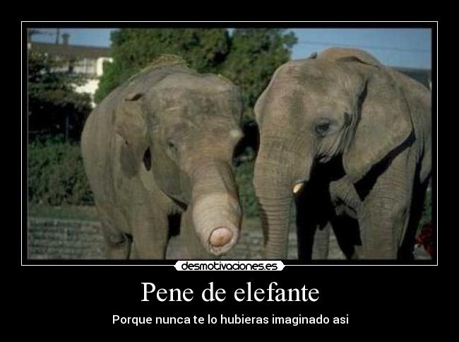 Pene de elefante carteles pene de elefante desmotivaciones