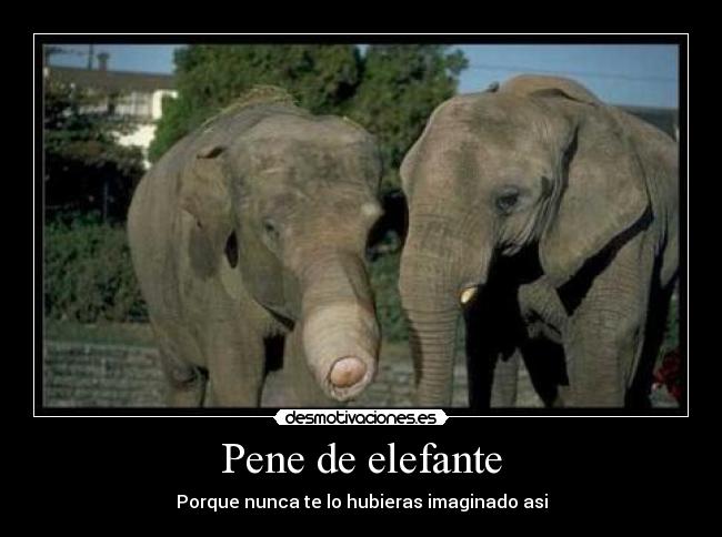 Pene de elefante - Porque nunca te lo hubieras imaginado asi