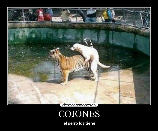 COJONES -