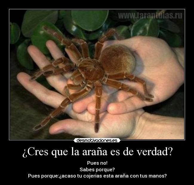 ¿Cres que la araña es de verdad? -