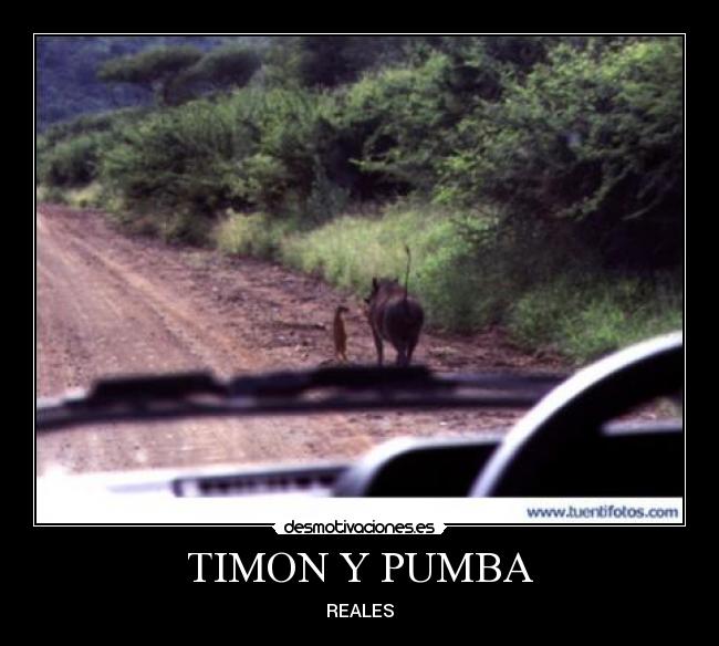 TIMON Y PUMBA - REALES