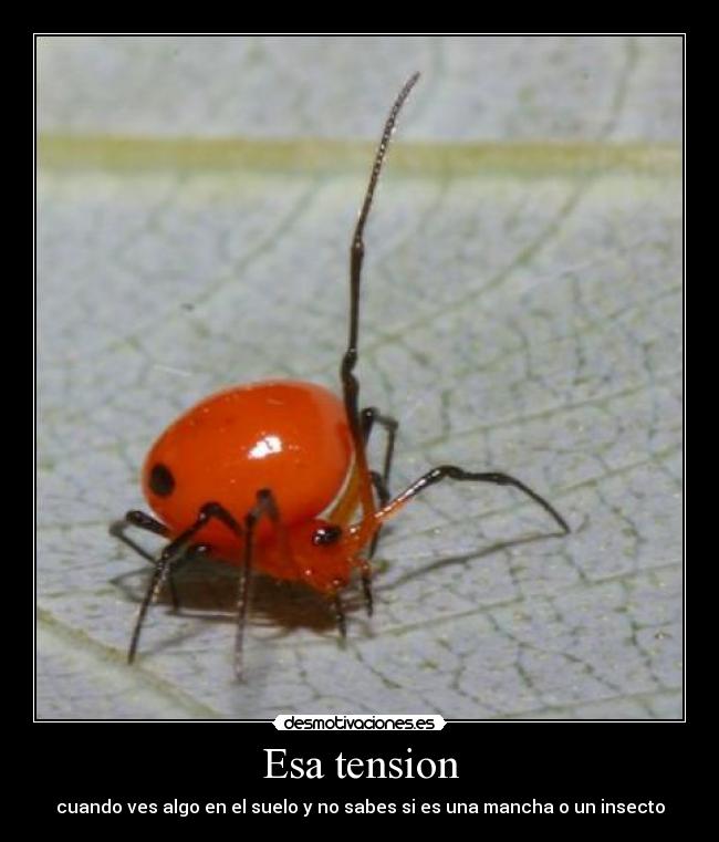 Esa tension - cuando ves algo en el suelo y no sabes si es una mancha o un insecto