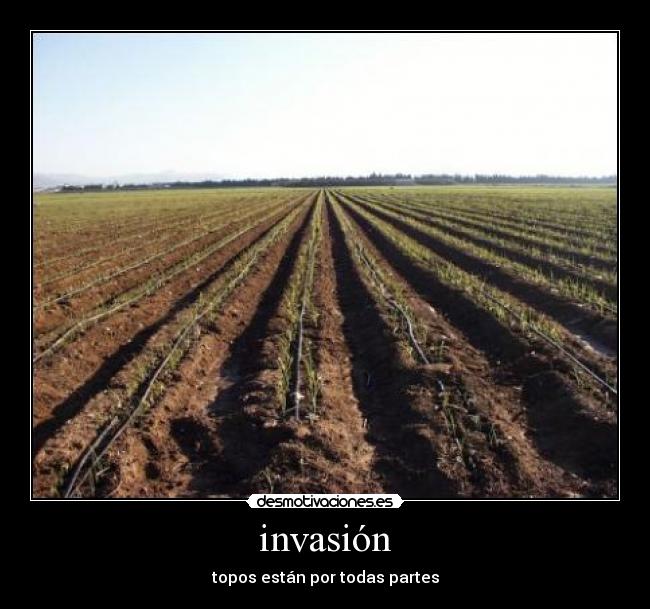 carteles cocoloko desmotivaciones