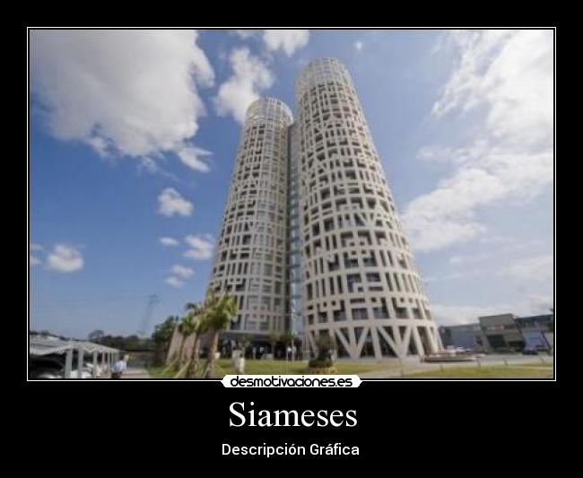 Siameses - Descripción Gráfica