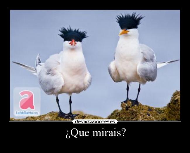¿Que mirais? - 