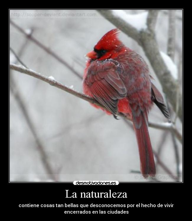 carteles naturaleza contiene cosas tan bellas que desconocemos por hecho vivir encerrados las ciudades desmotivaciones
