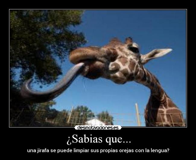 ¿Sabias que... - una jirafa se puede limpiar sus propias orejas con la lengua?