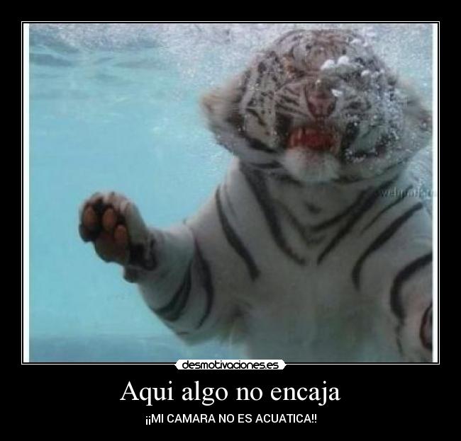 Aqui algo no encaja - 