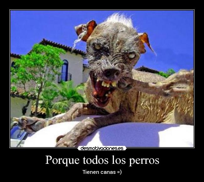Porque todos los perros -