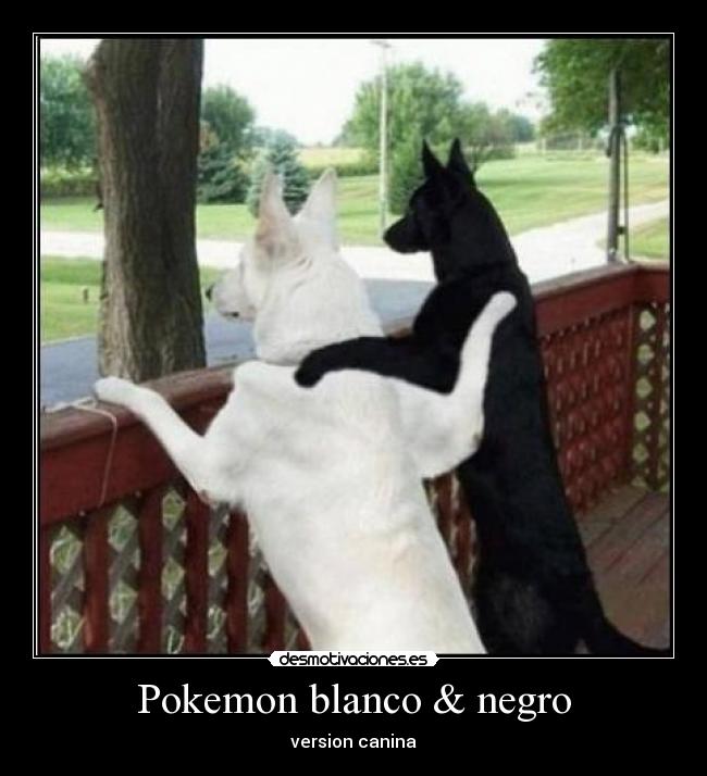 Pokemon blanco & negro - 