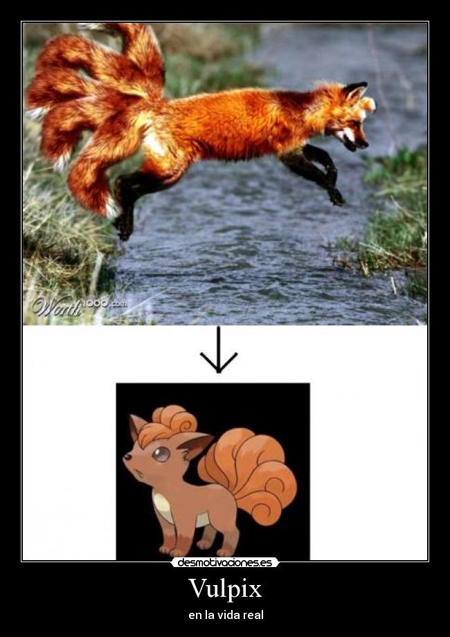 Vulpix - 