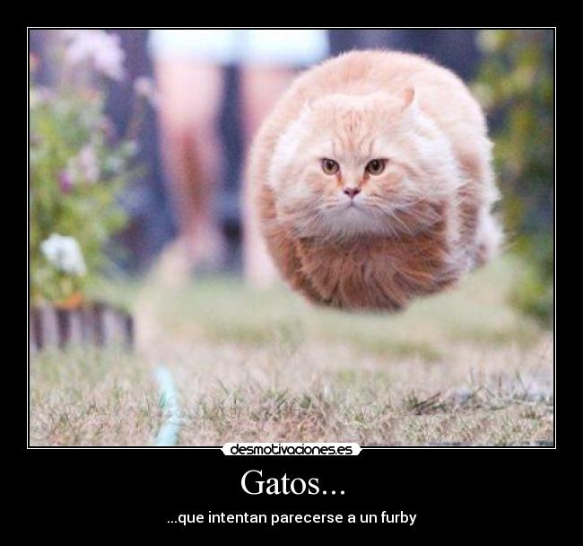 Gatos... -