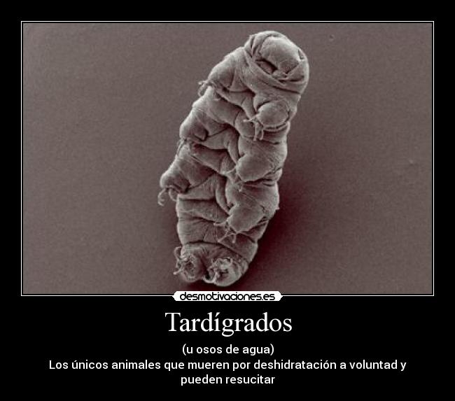 Tardígrados -