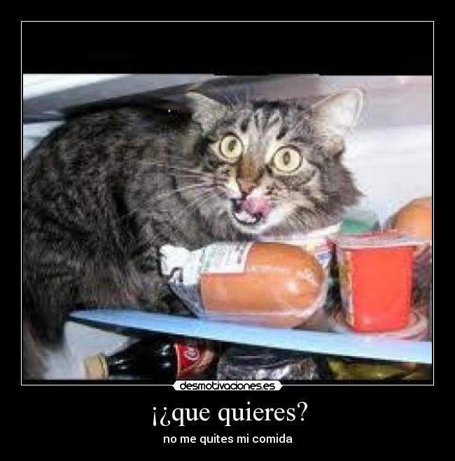 ¡¿que quieres? - 