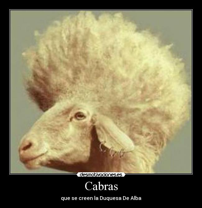 Cabras - que se creen la Duquesa De Alba