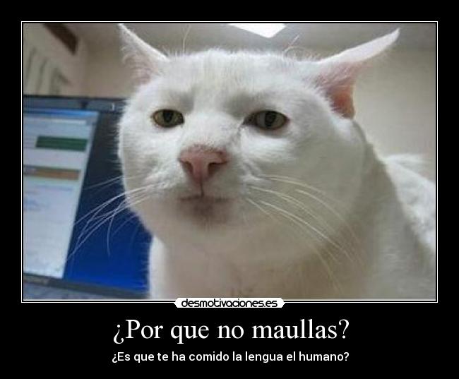 ¿Por que no maullas? -