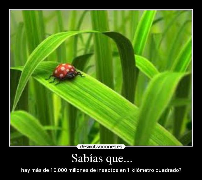 Sabías que... - 