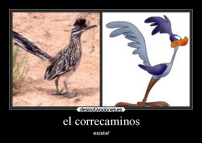 el correcaminos -