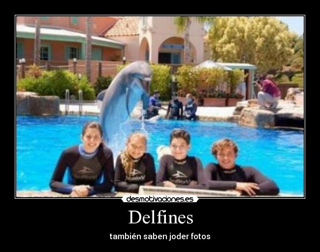 Delfines - también saben joder fotos