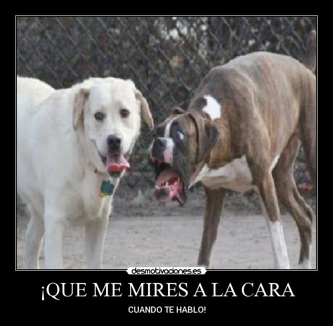 ¡QUE ME MIRES A LA CARA - CUANDO TE HABLO!