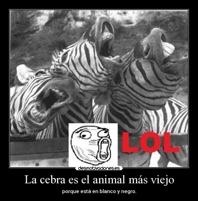 La cebra es el animal más viejo - porque está en blanco y negro.