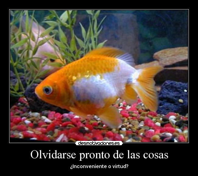 carteles memoria pez desmotivaciones