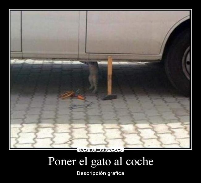 Poner el gato al coche - 