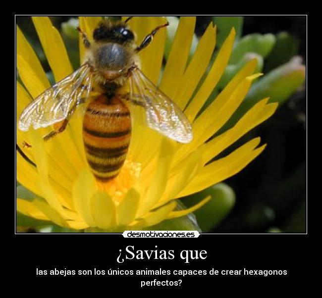 ¿Savias que - las abejas son los únicos animales capaces de crear hexagonos perfectos?