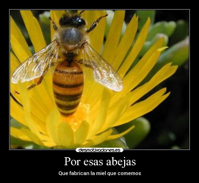 Por esas abejas - 