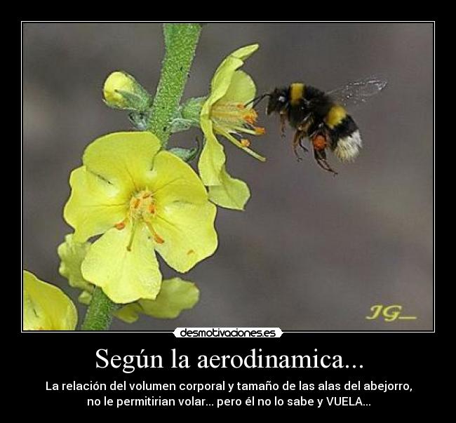 Según la aerodinamica... - La relación del volumen corporal y tamaño de las alas del abejorro,
no le permitirian volar... pero él no lo sabe y VUELA...