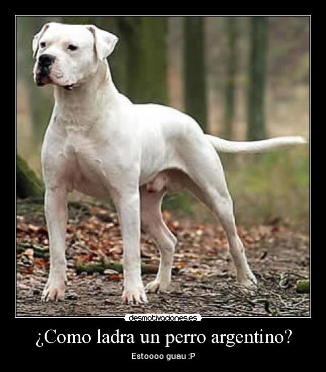 ¿Como ladra un perro argentino? -