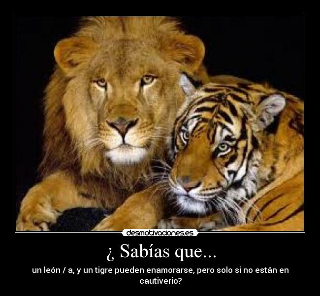 ¿ Sabías que... - un león / a, y un tigre pueden enamorarse, pero solo si no están en cautiverio?
