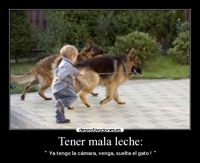 Tener mala leche: -   Ya tengo la cámara, venga, suelta el gato !  