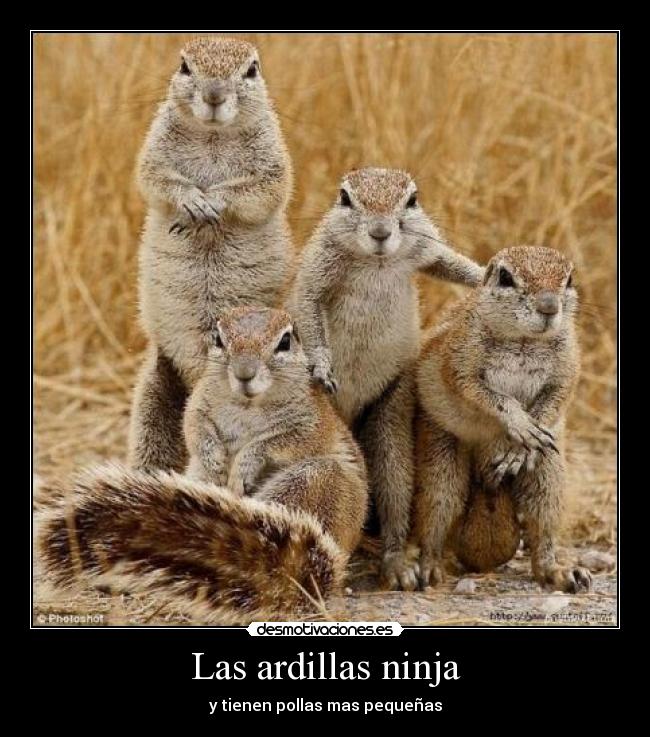 carteles ardillas desmotivaciones