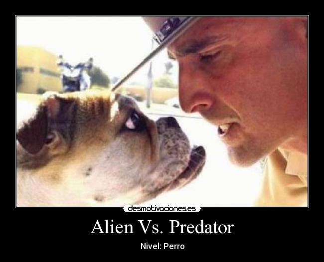 carteles perros desmotivaciones