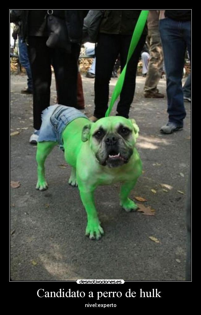 Candidato a perro de hulk -