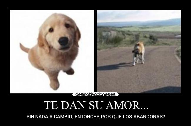 TE DAN SU AMOR... - SIN NADA A CAMBIO, ENTONCES POR QUE LOS ABANDONAS?