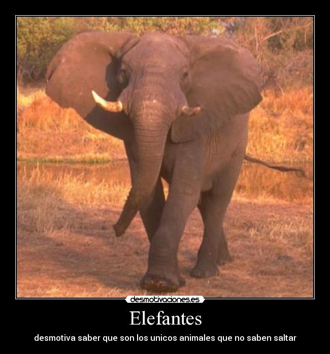 Elefantes - desmotiva saber que son los unicos animales que no saben saltar