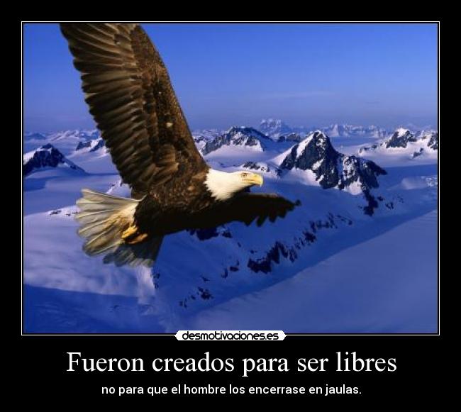 Fueron creados para ser libres - 