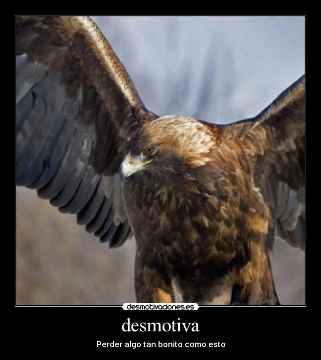 desmotiva - Perder algo tan bonito como esto