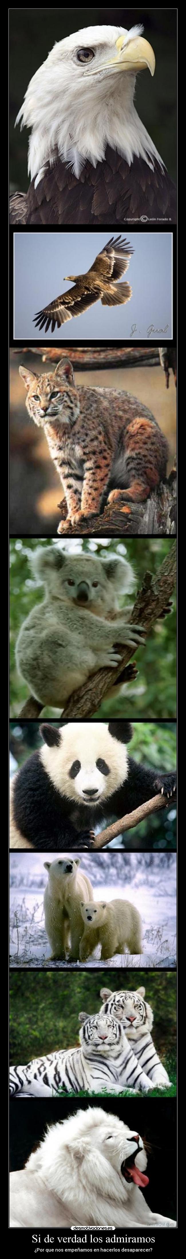 Si de verdad los admiramos - ¿Por que nos empeñamos en hacerlos desaparecer?