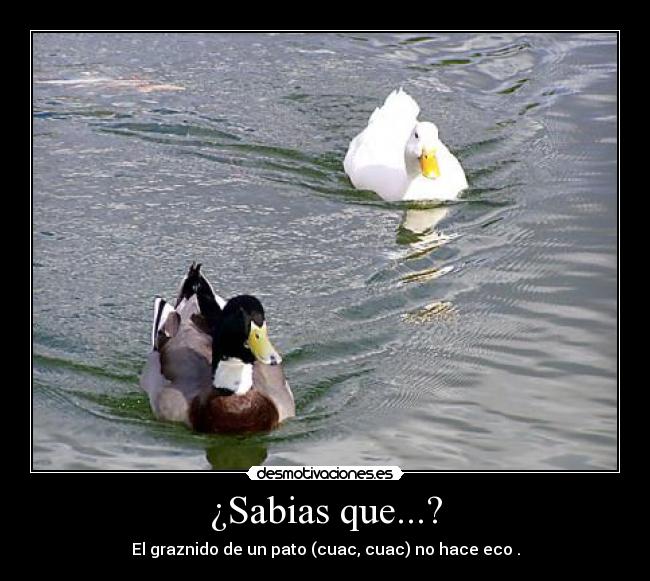 ¿Sabias que...? -