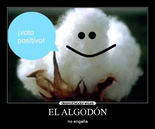 EL ALGODÓN -